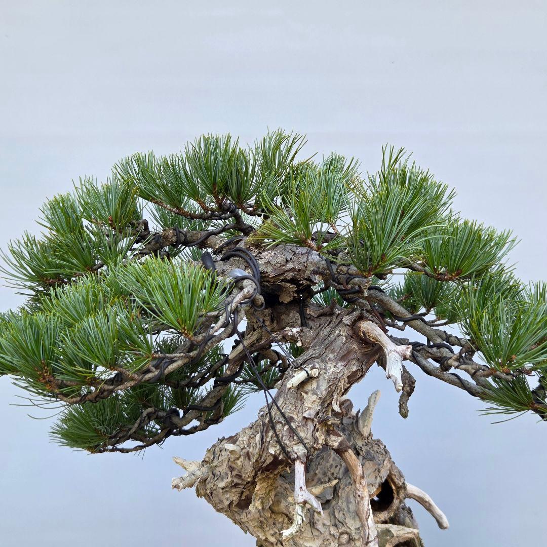 五葉松　[山木舎利幹半懸崖]]　大品盆栽