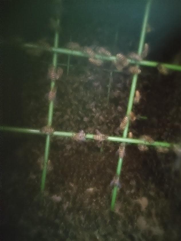 日本蜜蜂 重箱式巣箱4段 スライド底板 t付巣門台座　スノコ付き　セット割有