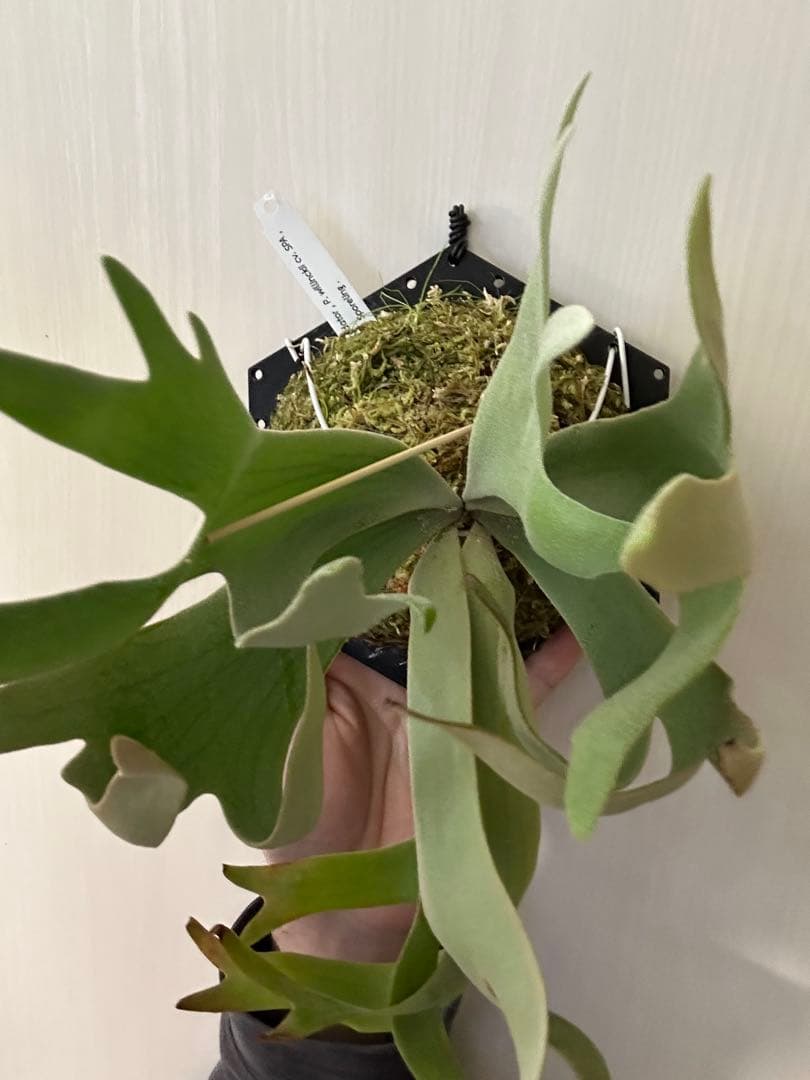 ビカクシダ willinckii mix spore Predator, SPA,Kai 2