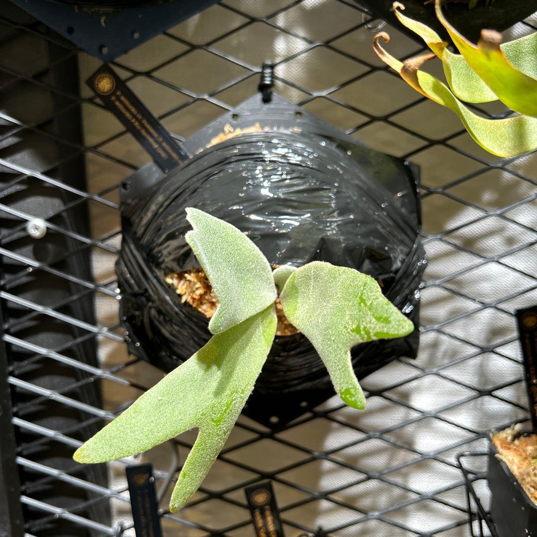 ビカクシダ willinckii mix spore Predator, SPA,Kai 2