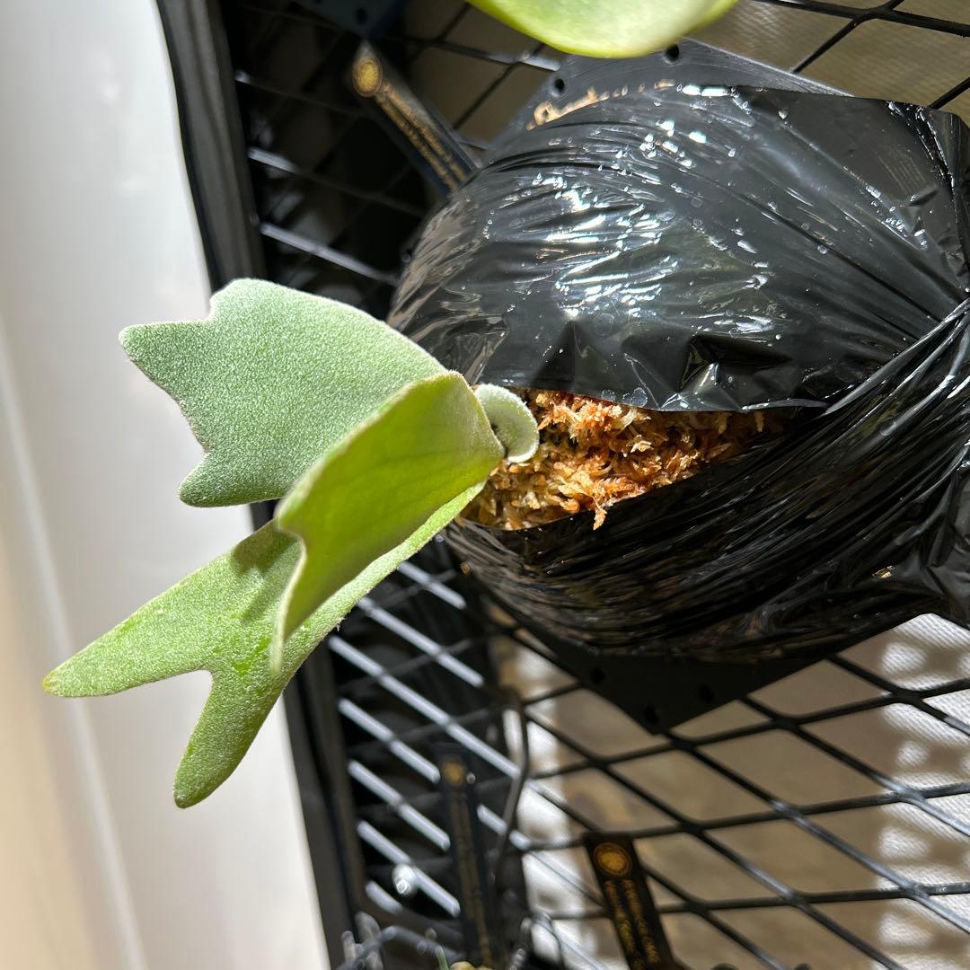 ビカクシダ willinckii mix spore Predator, SPA,Kai 2