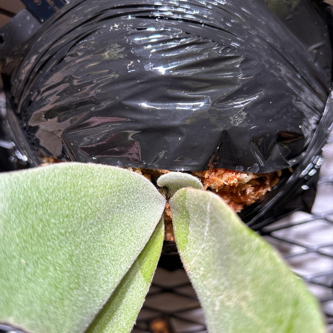 ビカクシダ willinckii mix spore Predator, SPA,Kai 2