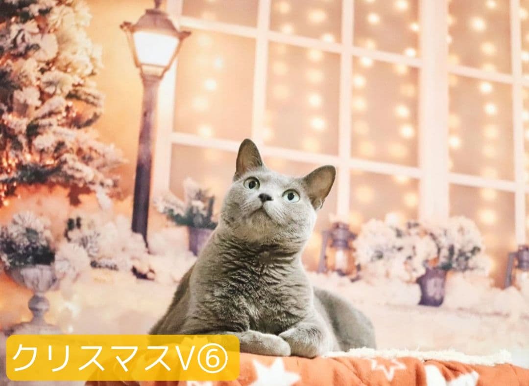 業務用　2026年お正月トリミングチョーカー+背景布×3　ペット、犬撮影用ブース