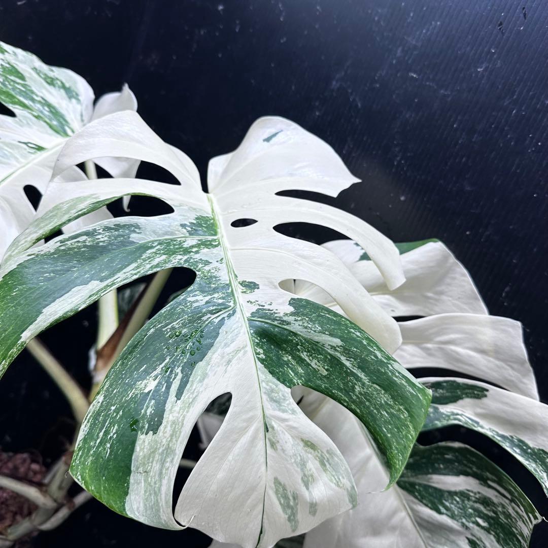 a*i様 様 斑入りモンステラ ホワイトタイガー極美大株72cm白斑多