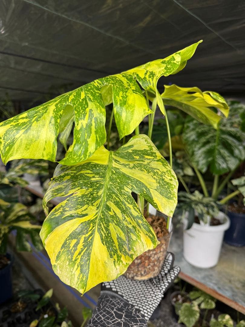 モンステラ　デリシオーサ　エレクトロライト　美斑入り