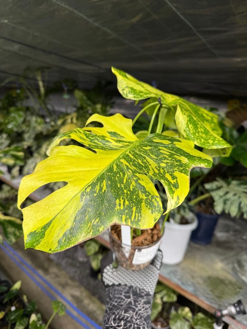 モンステラ　デリシオーサ　エレクトロライト　美斑入り