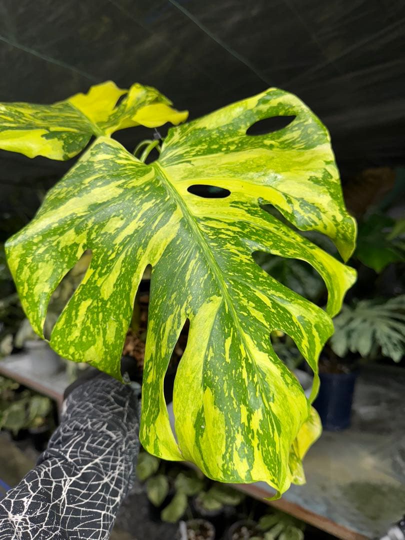 モンステラ　デリシオーサ　エレクトロライト　美斑入り