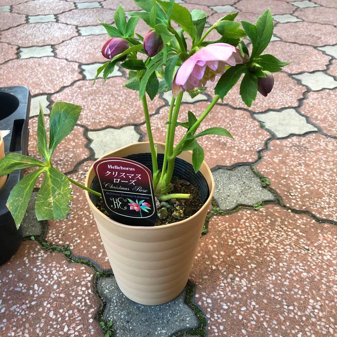 新春大特価 クリスマスローズ 八重 4種セット 平田園芸 花付き現品発送レア品種