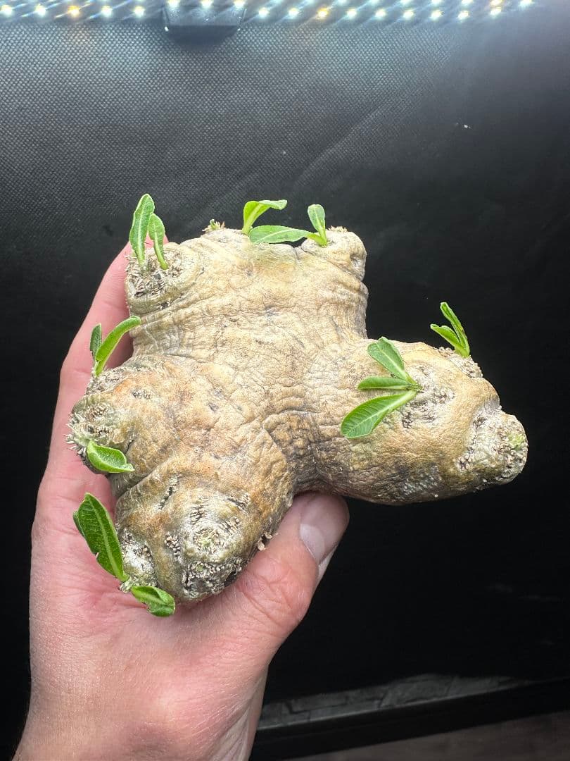 【パキポディウム_ブレビカウレ】恵比寿笑 現地球 40