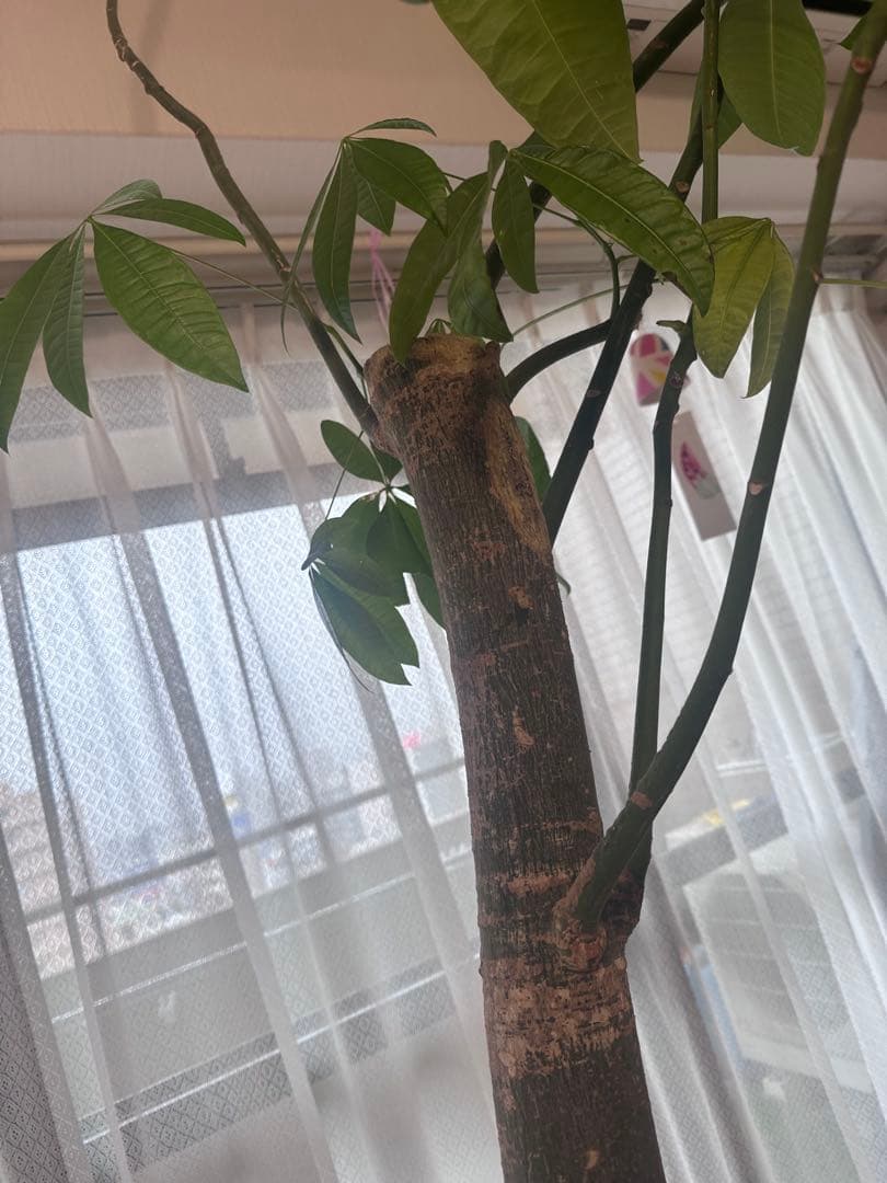 引き取り希望 超大型 パキラ 230cm×210cm 横広がり 観葉植物