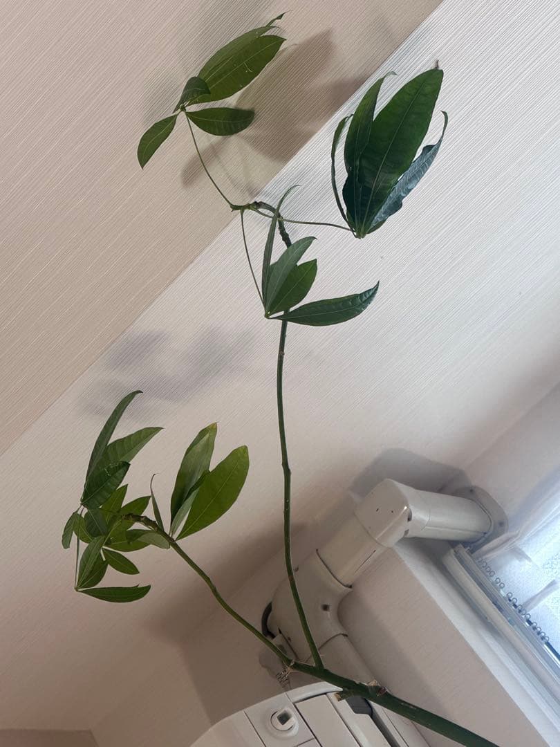 引き取り希望 超大型 パキラ 230cm×210cm 横広がり 観葉植物