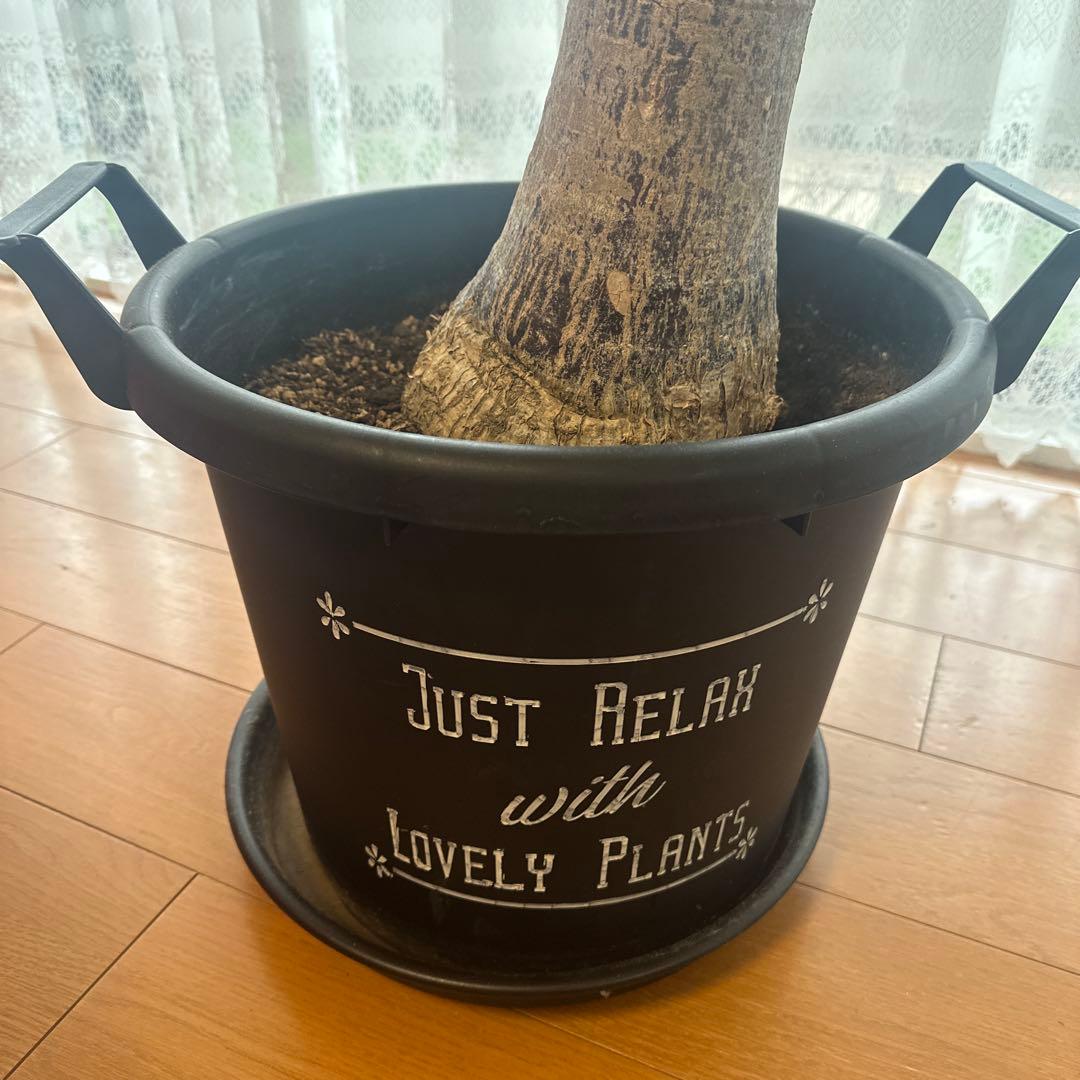 引き取り希望 超大型 パキラ 230cm×210cm 横広がり 観葉植物