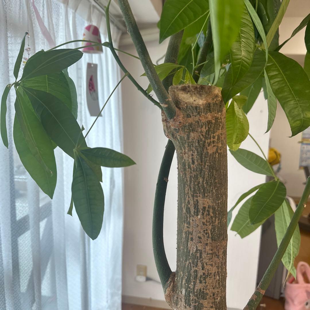 引き取り希望 超大型 パキラ 230cm×210cm 横広がり 観葉植物