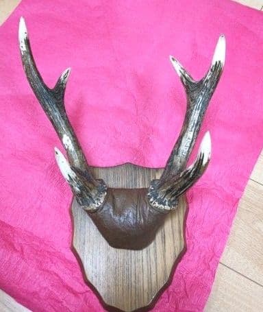 鹿の角　壁掛け