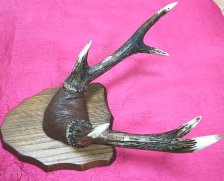 鹿の角　壁掛け