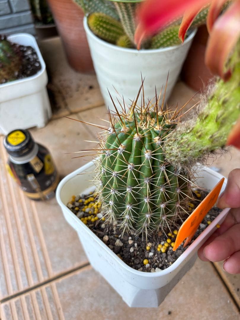 【現品】多肉植物　大型大輪咲花サボテン 星火2