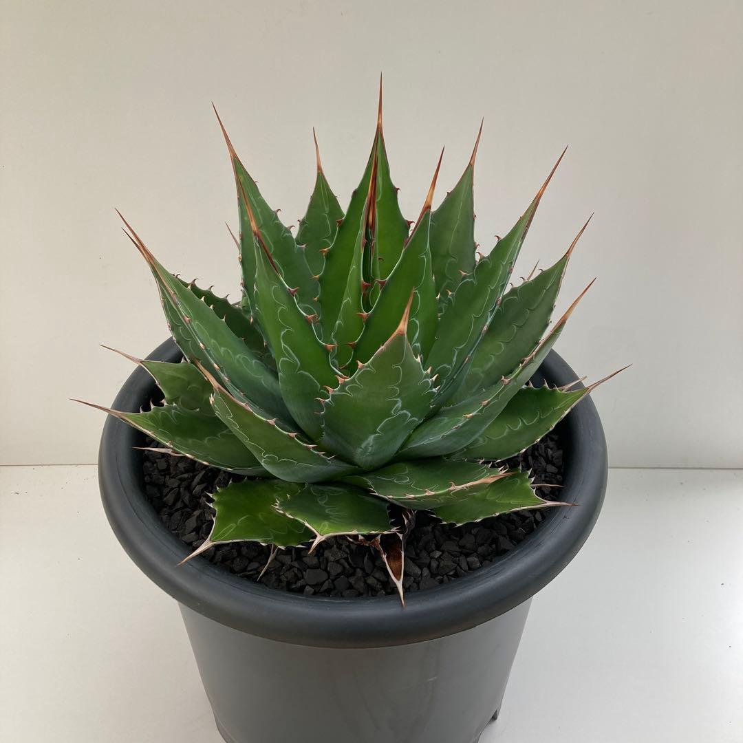 アガベ　モンタナ　特大