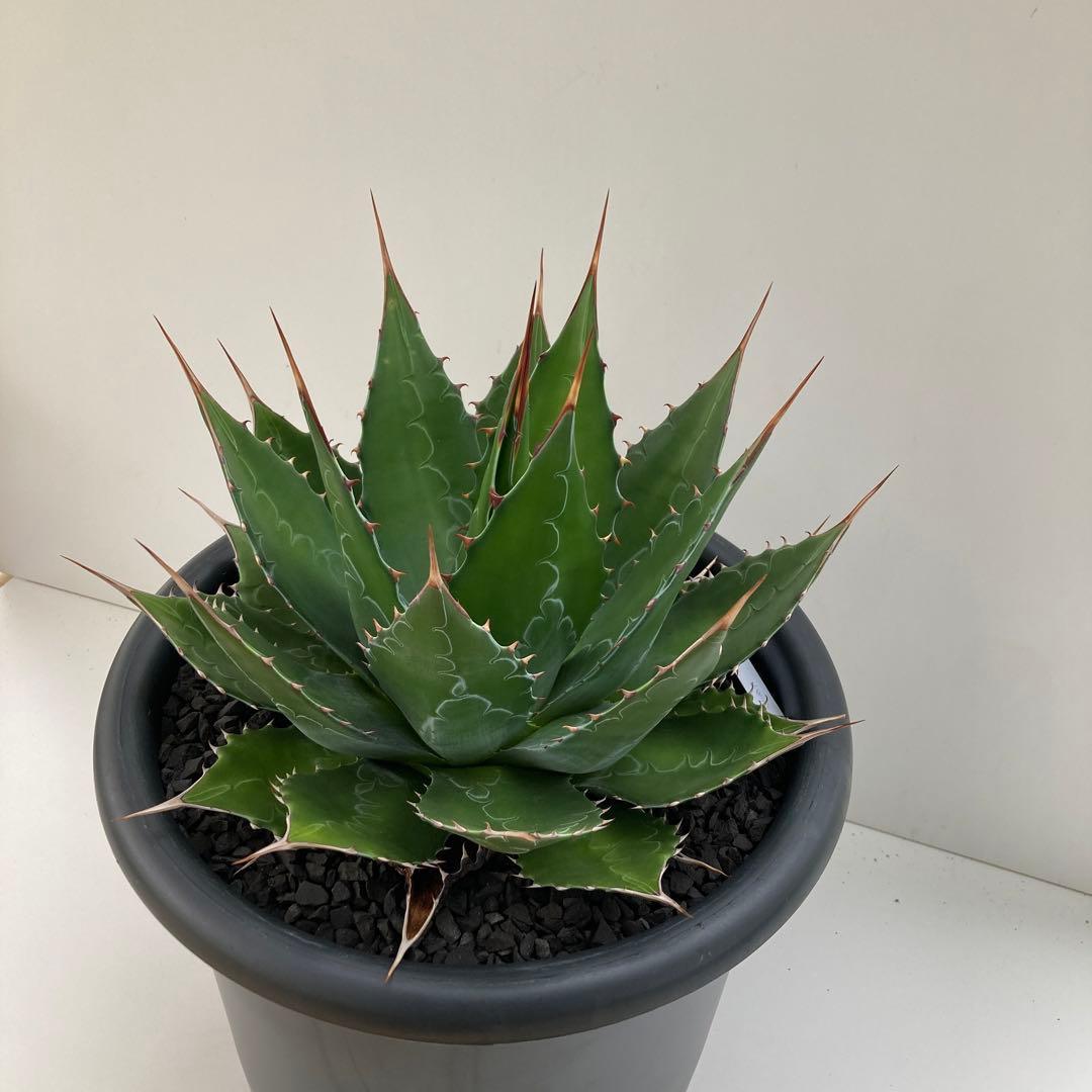 アガベ　モンタナ　特大