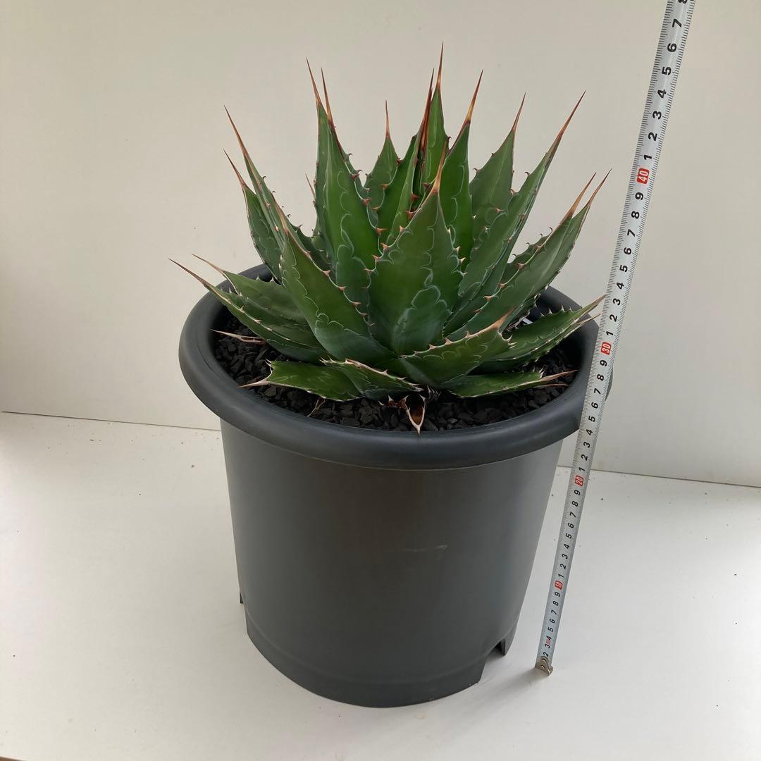 アガベ　モンタナ　特大