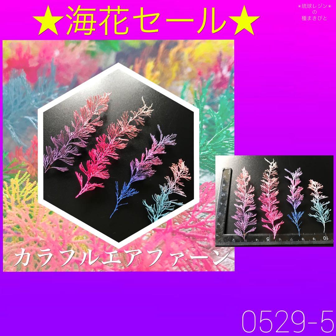 琉球*海花セール　カラフル エアファーン　0529-5