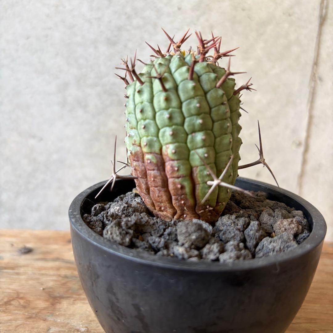 群星冠 ステリスピナ ユーフォルビア