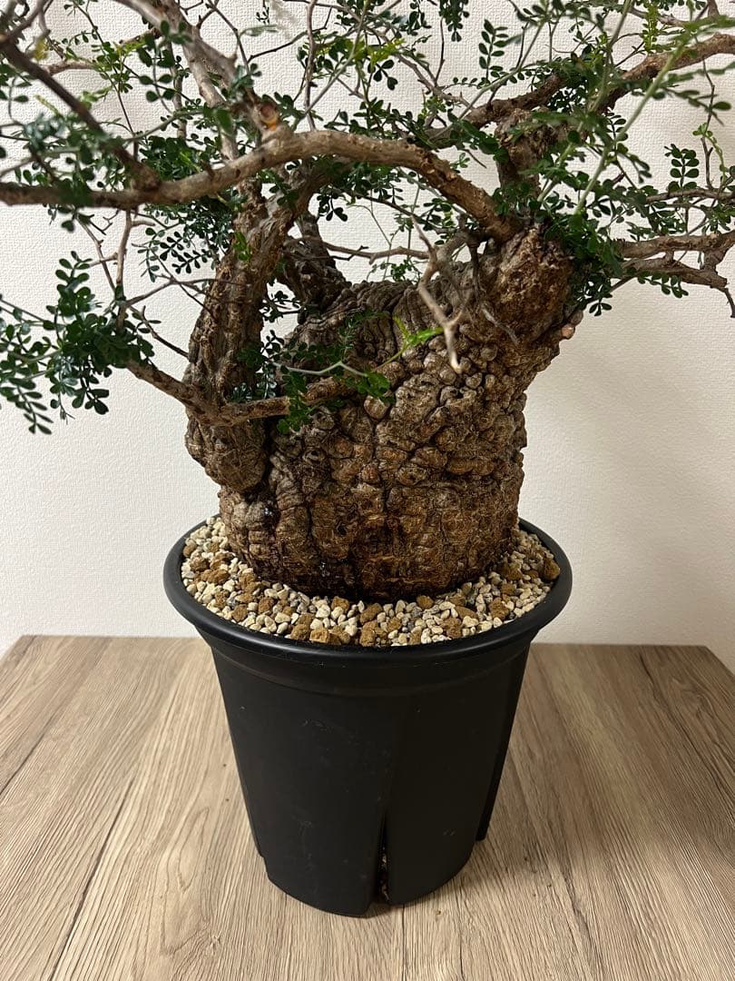 【特大株】【発根済】オペルクリカリアパキプス　塊根部20センチ　コレクション株