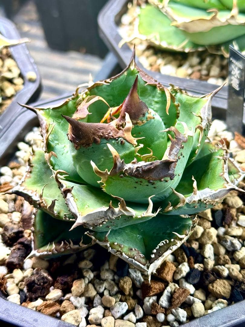 冰雹（ヒョウ）　アガベ