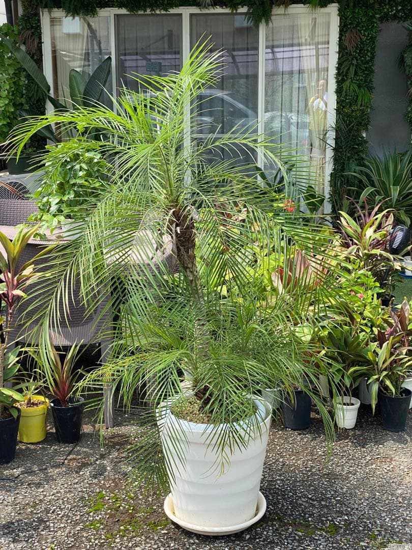 世にも珍しい⁉️ フェニックスロベレニー✨✨