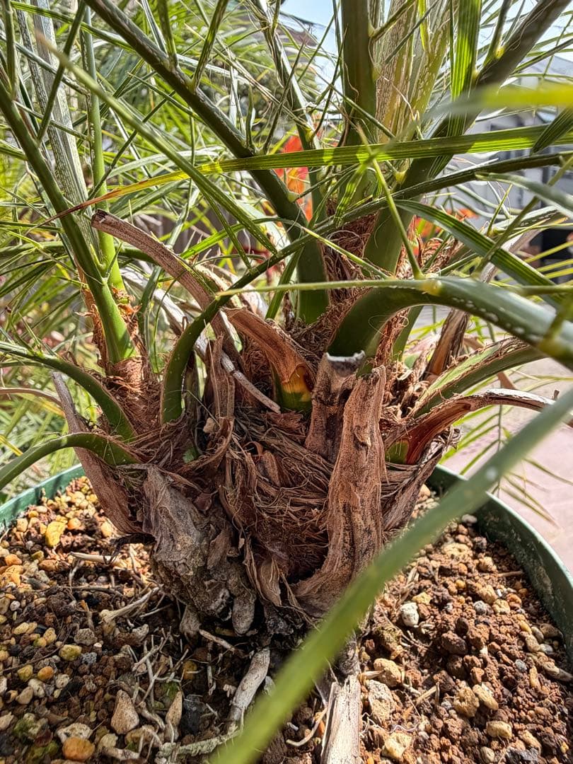 世にも珍しい⁉️ フェニックスロベレニー✨✨