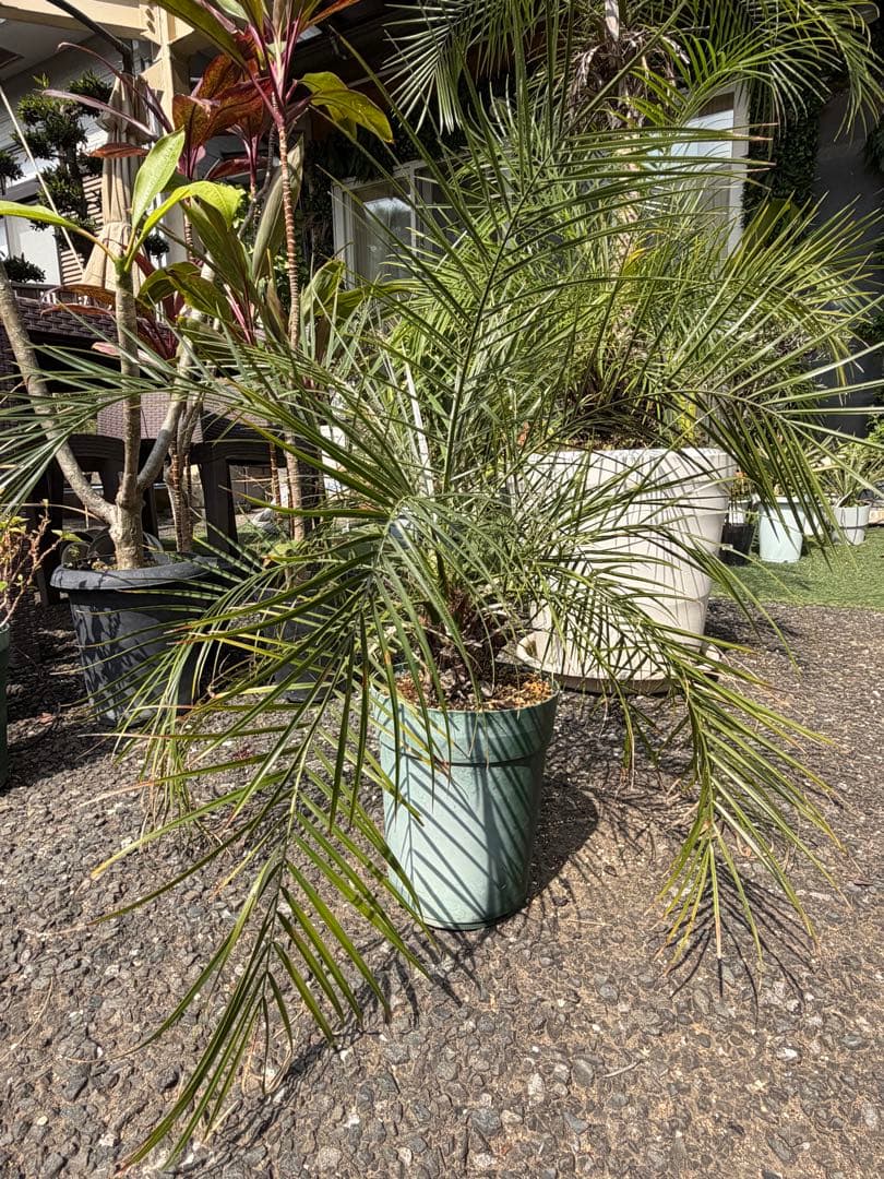 世にも珍しい⁉️ フェニックスロベレニー✨✨