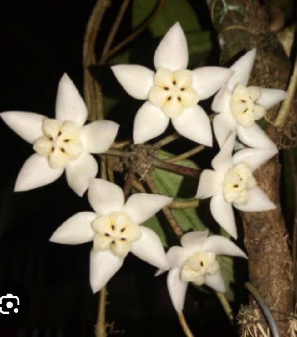 超レア　原種 　幻のホヤ　ブントクエンシス　シルバー　サクララン　パルダリウム