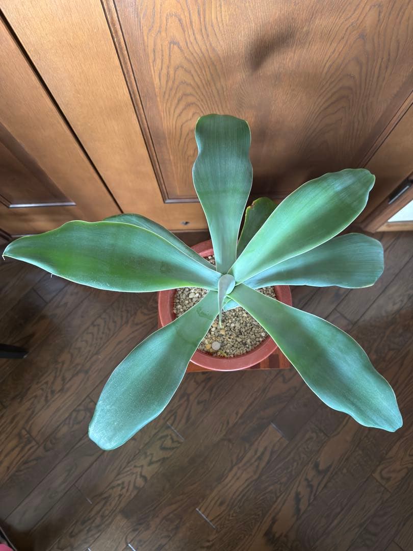 アガベ アテナータ ボーチンブルー　幹立ち7号鉢 美樹形 希少