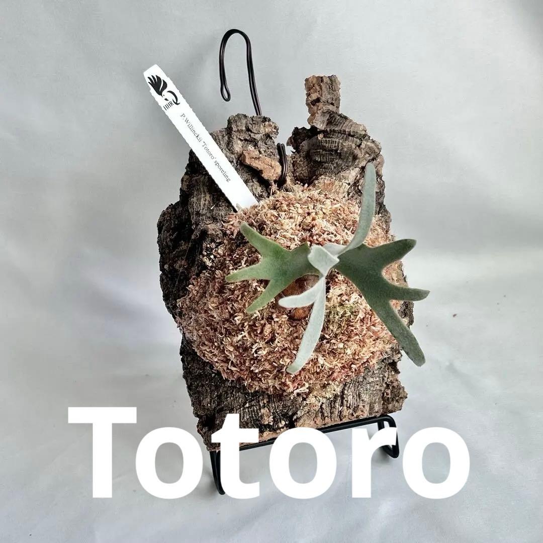 P.Yellow Moon Dwarf Totoro' （spore）【52】