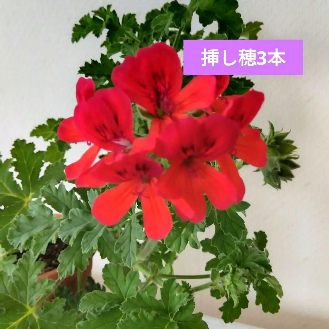 ペラルゴニウム　ミセステイラー ★挿し穂3本　ネコポス発送
