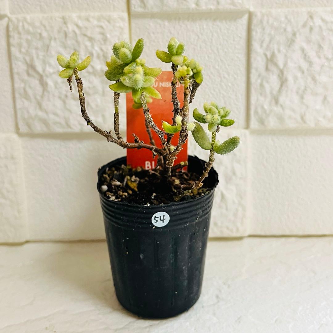 54.【現品 根本からカット】雷銅錦　傷・葉焼けあり　斑入りが綺麗です‼️