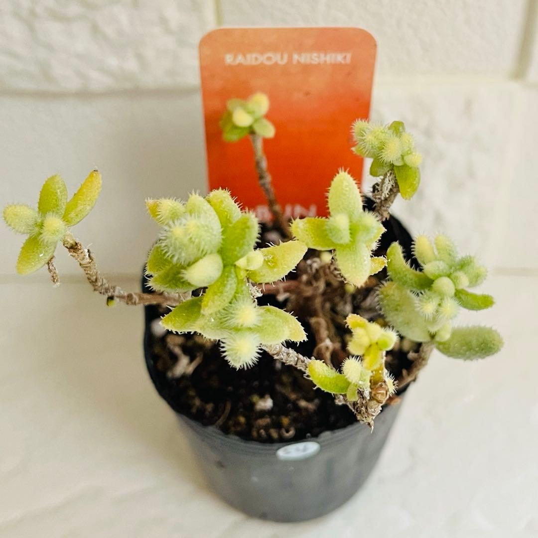 54.【現品 根本からカット】雷銅錦　傷・葉焼けあり　斑入りが綺麗です‼️