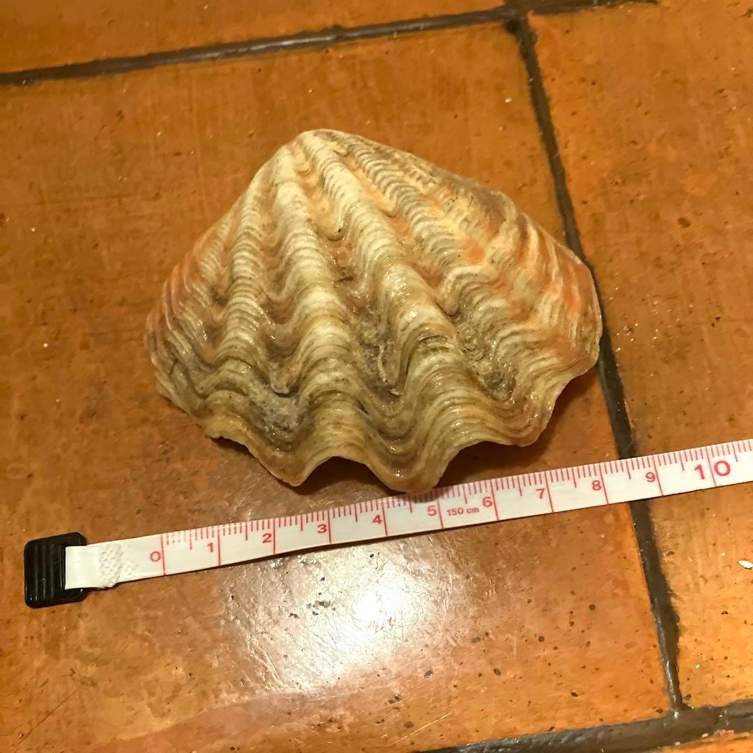 ✨貝殻セット✨　シェル　アソート　インテリア雑貨