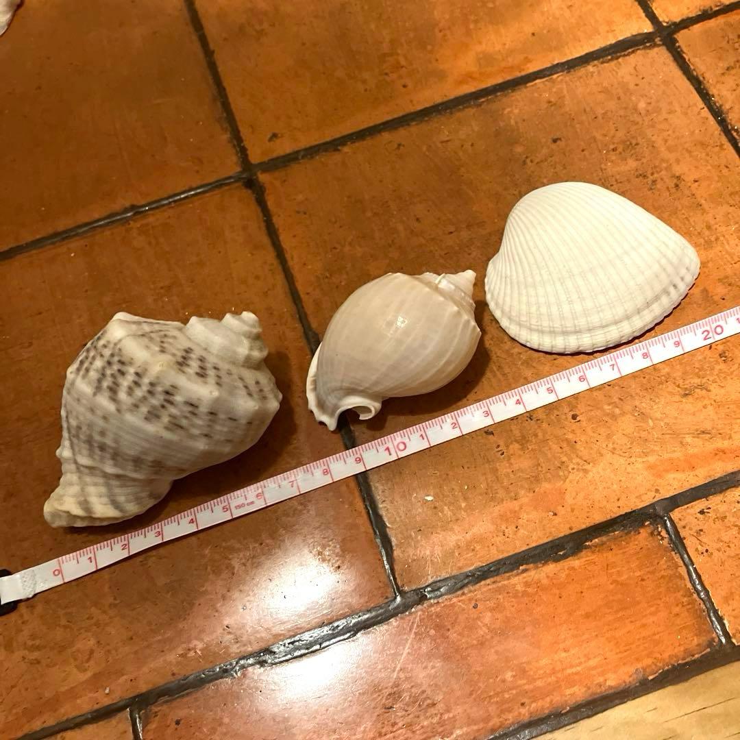 ✨貝殻セット✨　シェル　アソート　インテリア雑貨
