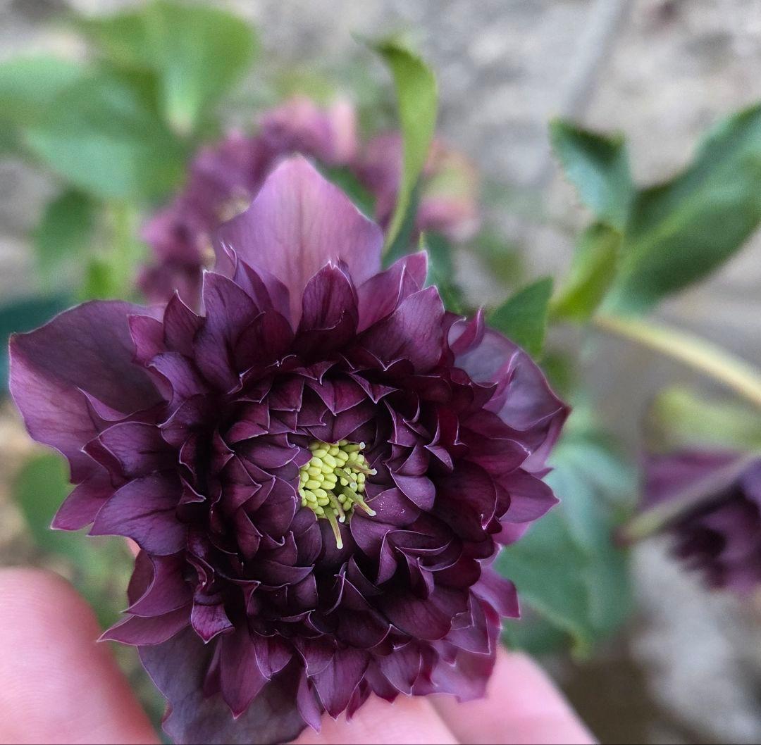 クリスマスローズ　クレオパトラ