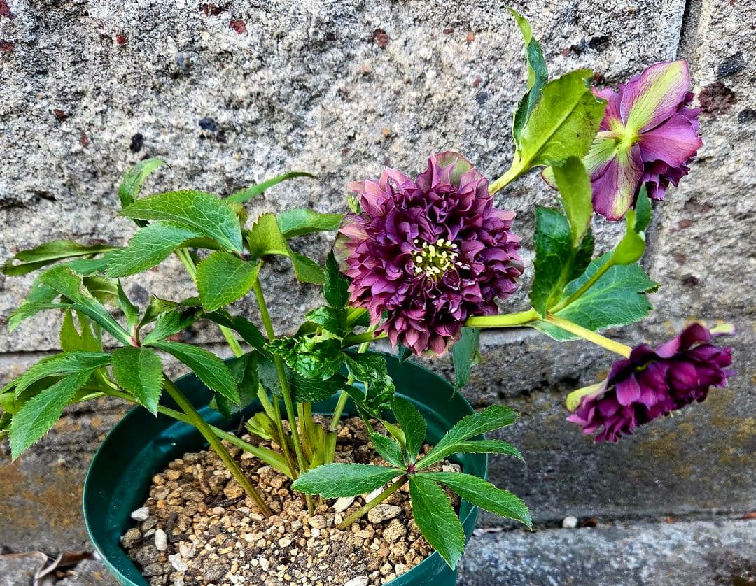 クリスマスローズ　クレオパトラ