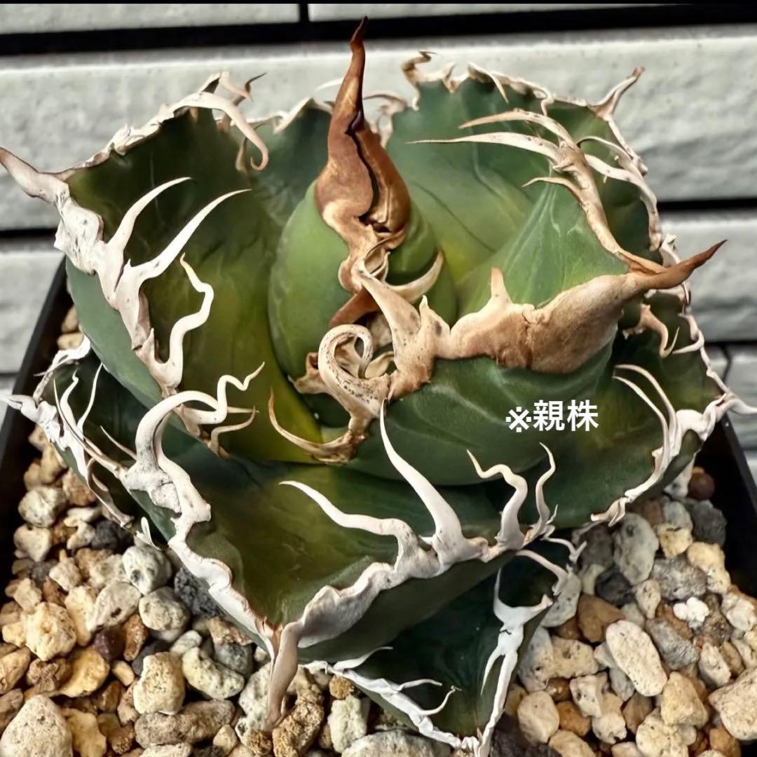 アガベチタノタ　スーパーチタノタ③ 【限定値下げ】