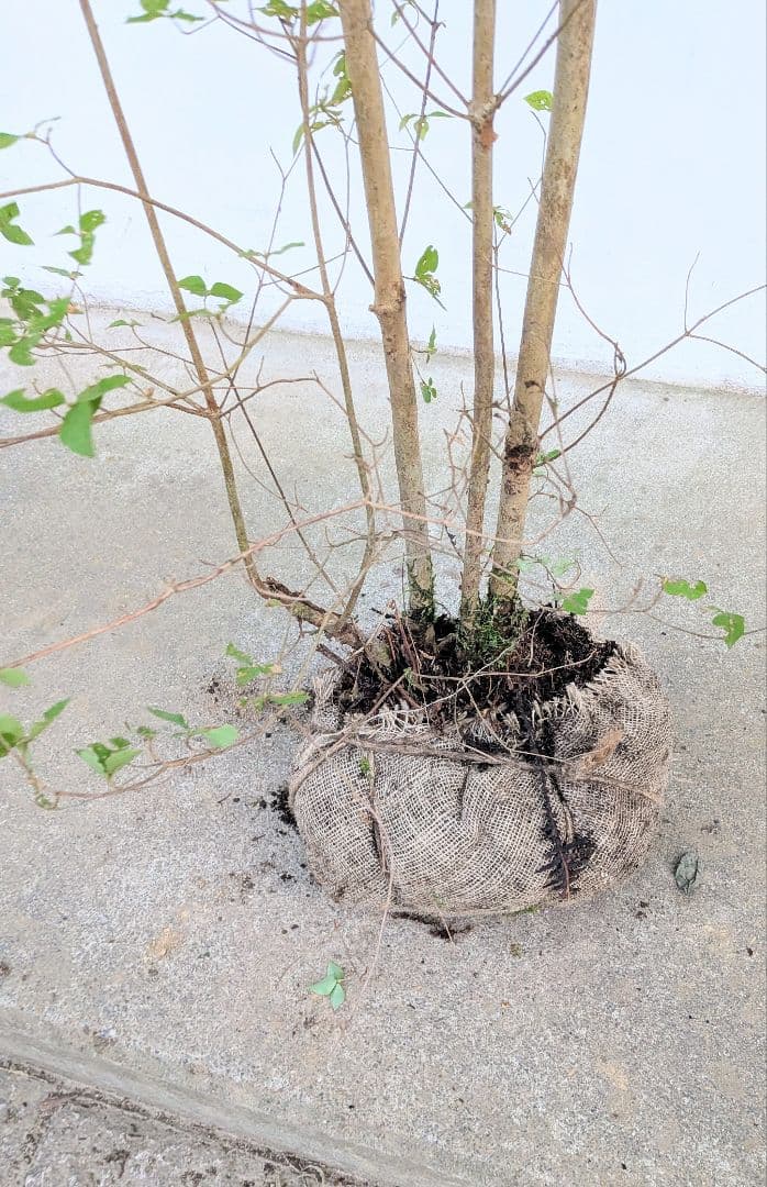 3mもの。奇跡の山採りミツバツツジ。