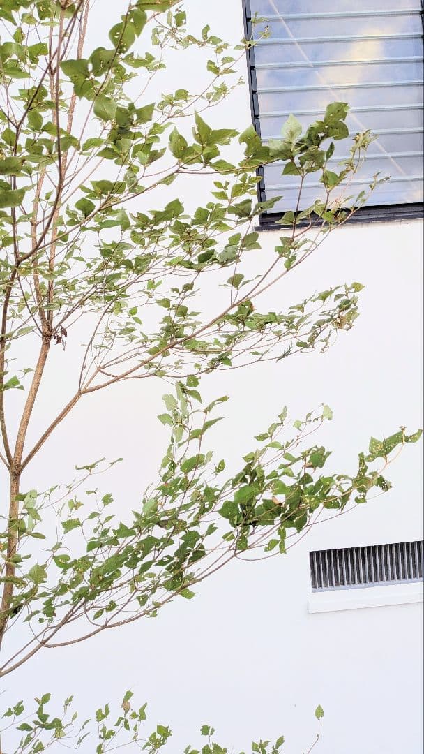 3mもの。奇跡の山採りミツバツツジ。