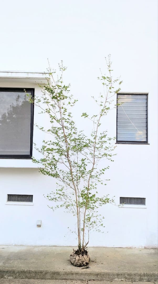 3mもの。奇跡の山採りミツバツツジ。