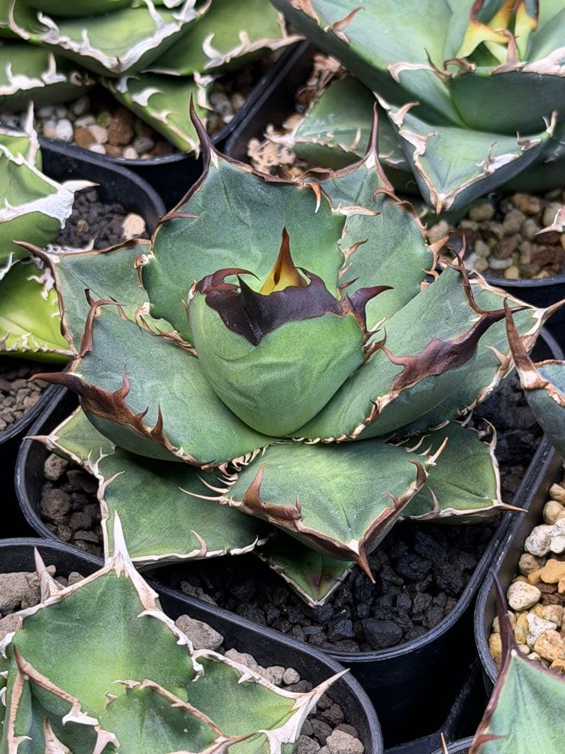 アガベ　オテロイ　実生　選抜