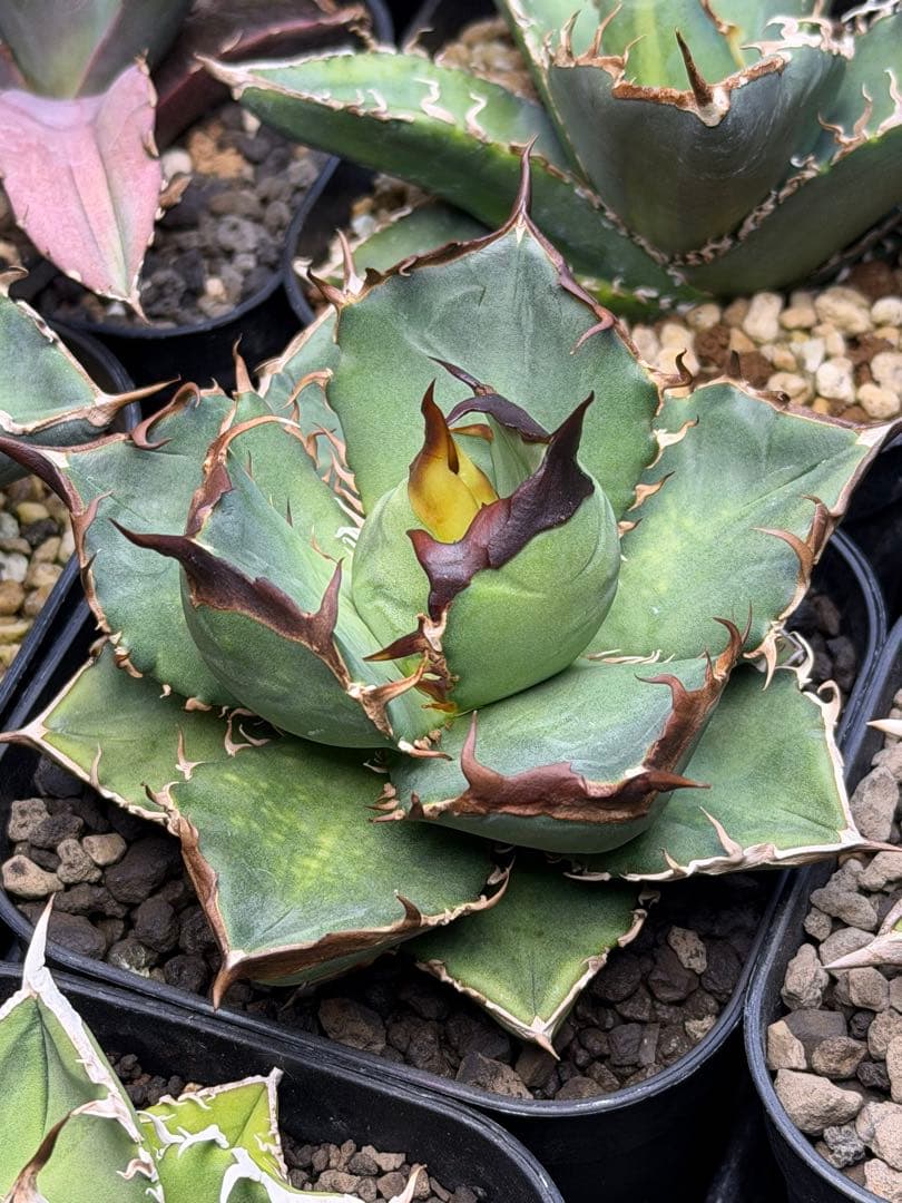 アガベ　オテロイ　実生　選抜