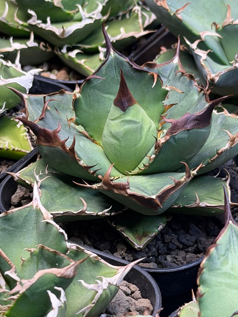 アガベ　オテロイ　実生　選抜