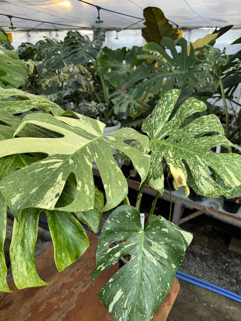 k*u様 9モンステラ　タイコンステレーション　スターライト