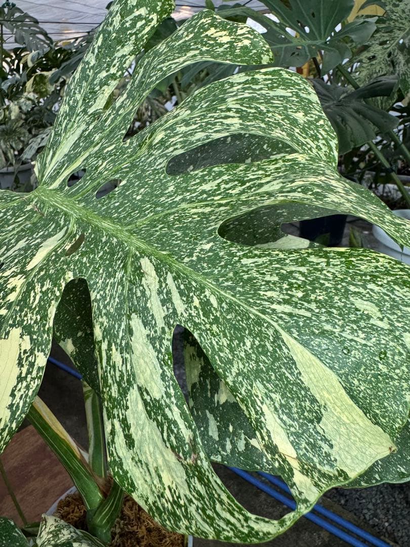 k*u様 9モンステラ　タイコンステレーション　スターライト