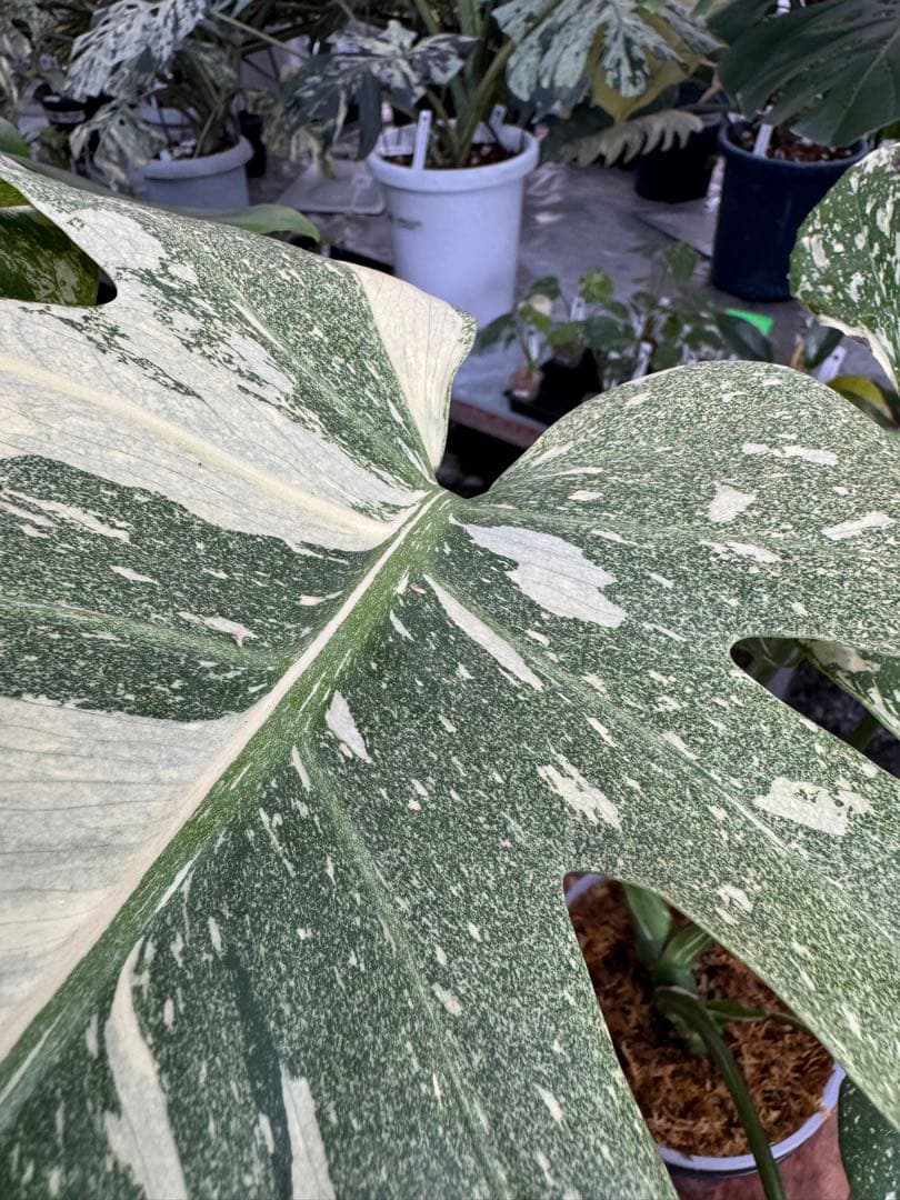 k*u様 9モンステラ　タイコンステレーション　スターライト